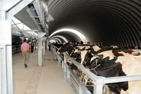 Şap Sebebiyle Kapatılan Balıkesir Hayvan Pazarı 6 Ağustos'ta Açılıyor