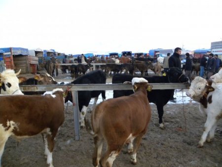 Şap Tehlikesi Olmayan Develi Hayvan Pazarı'nda Yoğunluk Yaşanıyor