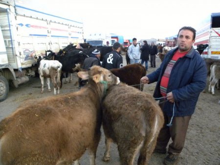 Şap Tehlikesi Olmayan Develi Hayvan Pazarı'nda Yoğunluk Yaşanıyor
