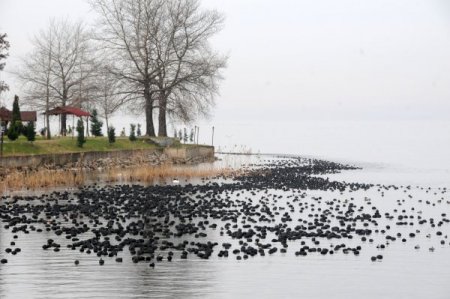 Sapanca Gölü, Geç Gelen Misafirlerini Ağırlıyor
