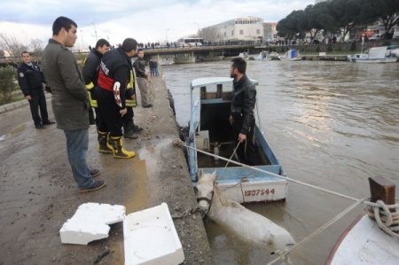 Sarıçay'dan su içen at dereye düştü