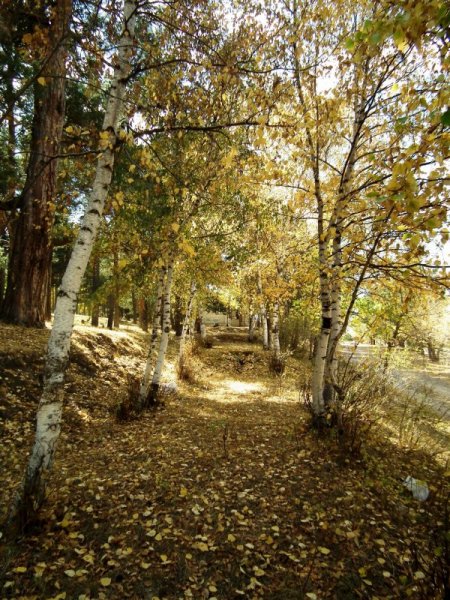 Sarıkamış'ta sarıçam ormanı sonbaharda büyülüyor