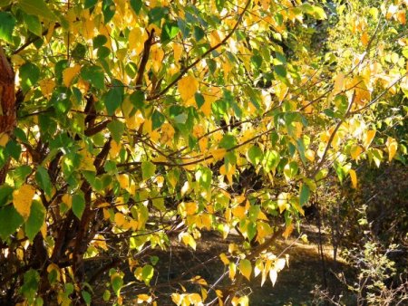 Sarıkamış'ta sarıçam ormanı sonbaharda büyülüyor