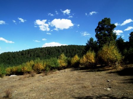 Sarıkamış'ta sarıçam ormanı sonbaharda büyülüyor