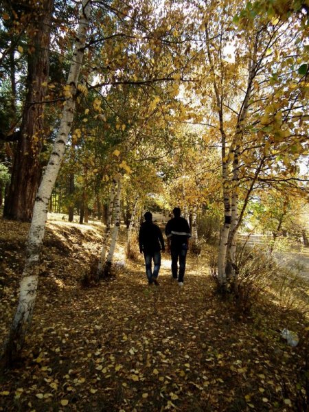 Sarıkamış'ta sarıçam ormanı sonbaharda büyülüyor