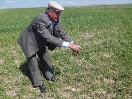 Sarıkaya’da Dolu 7 Bin Dekar Tarım Alanına Zarar Verdi