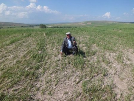 Sarıkaya’da Dolu 7 Bin Dekar Tarım Alanına Zarar Verdi