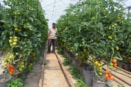 Sarıkaya’da topraksız serada yıllık 350 ton domates üretiliyor