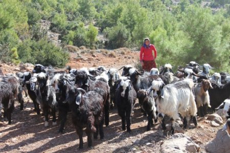 Sarıkeçili Yörükler sahile indi
