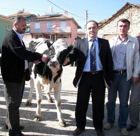 Şarkikaraağaç'ta 66 Aileye 132 Süt İneği Sağıtıldı