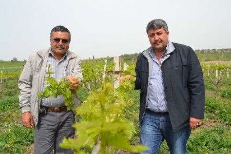 Saruhanlı üzümünde yüzde 40 rekolte kaybı bekleniyor