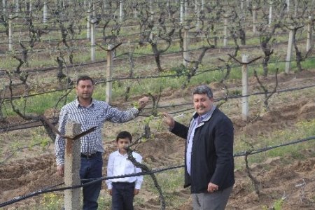 Saruhanlı üzümünde yüzde 40 rekolte kaybı bekleniyor