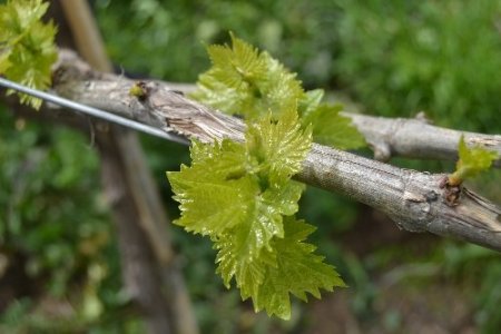 Saruhanlı üzümünde yüzde 40 rekolte kaybı bekleniyor