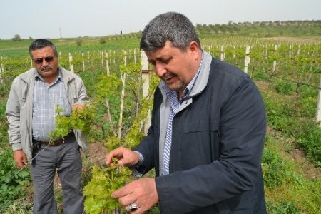 Saruhanlı üzümünde yüzde 40 rekolte kaybı bekleniyor