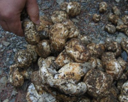 Sedir mantarı orman köylüsünü kalkındıracak