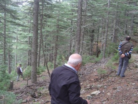 Sedir mantarı orman köylüsünü kalkındıracak