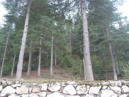 Sedir mantarı orman köylüsünü kalkındıracak