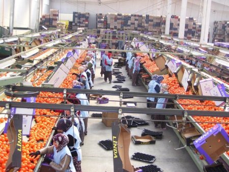 Seferihisar Belediyesi Gediz'in desteğiyle mandalina işleme tesisi aldı