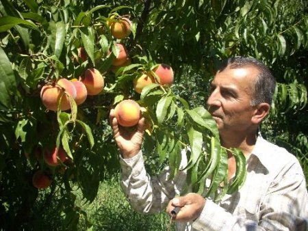 Şeftali, Üreticinin Yüzünü Güldürdü Sıra Elmada