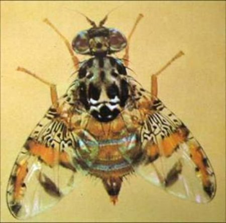 Şeftalide Akdeniz Meyve Sineği Tehlikesi