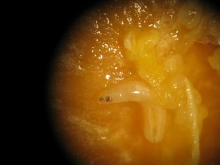 Şeftalide Akdeniz Meyve Sineği Tehlikesi