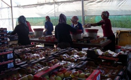 Şeftalide ilk hasat gerçekleşti