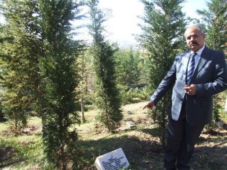 Şehit Mezarlarına Bayram Bakımı