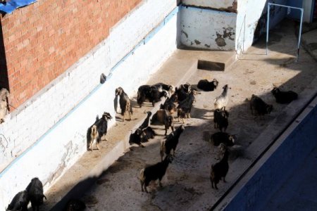 Şehit sahabelerin etrafındaki ahırlar hala kaldırılmadı