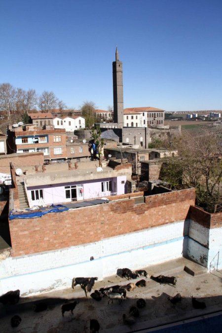 Şehit sahabelerin etrafındaki ahırlar hala kaldırılmadı