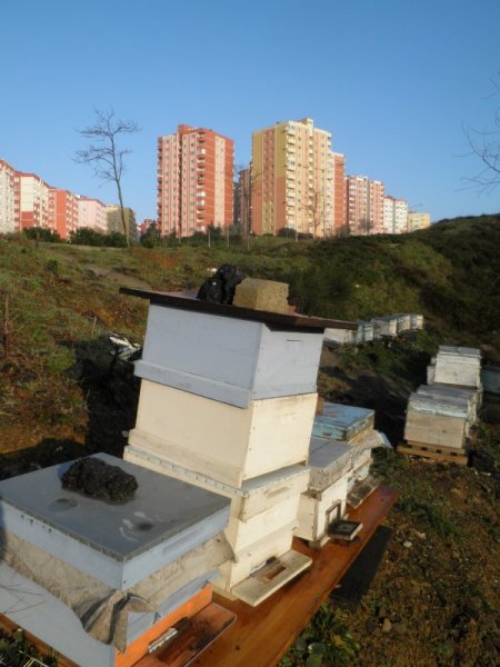 Şehrin göbeğinde arı kovanı