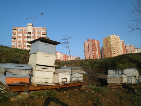 Şehrin göbeğinde arı kovanı