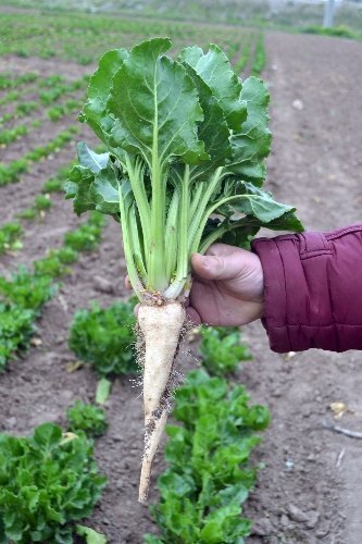Şeker pancarı kış aylarında da ekilebilecek