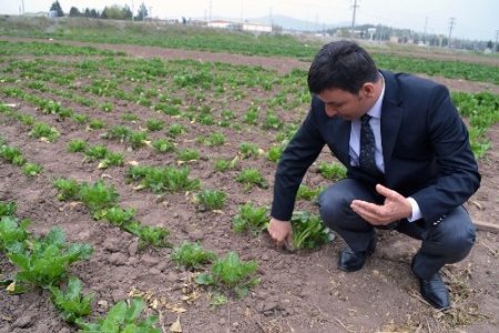 Şeker pancarı kış aylarında da ekilebilecek