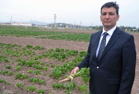 Şeker pancarı kış aylarında da ekilebilecek