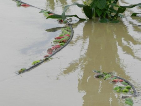 Sel, Bafra Ovası’nı Da Vurdu, Ekili Sebze Alanlarındaki Zarar Giderek Büyüyor