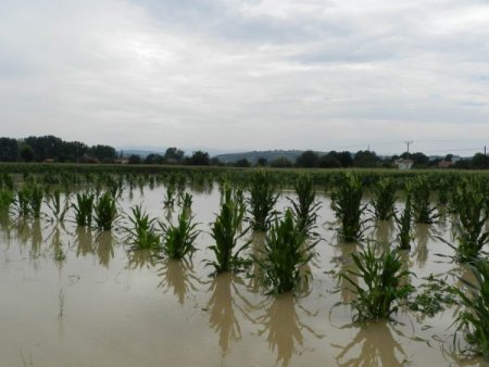 Sel, Bafra Ovası’nı Da Vurdu, Ekili Sebze Alanlarındaki Zarar Giderek Büyüyor