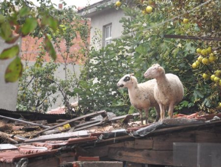 Sel hayvanları da vurdu