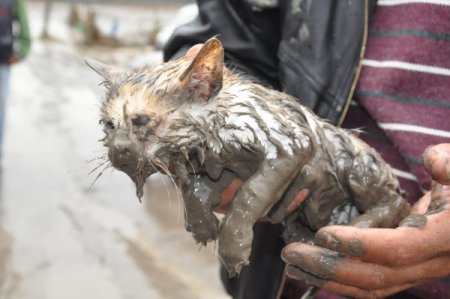 Sel hayvanları da vurdu