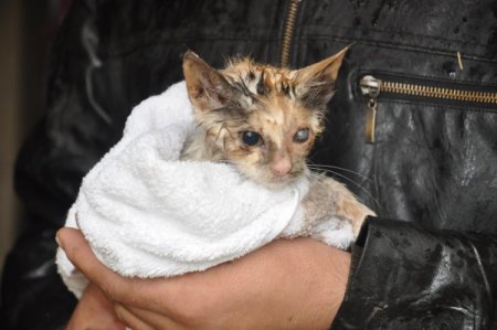 Sel hayvanları da vurdu