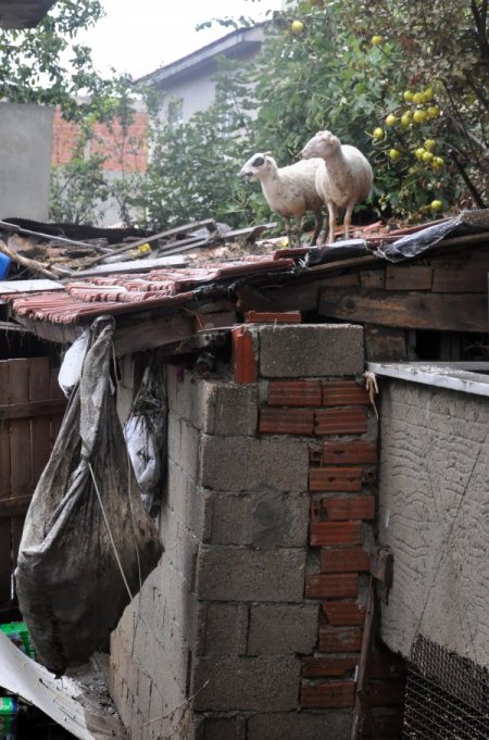 Sel hayvanları da vurdu