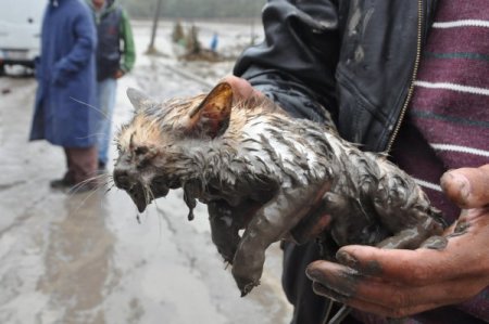 Sel hayvanları da vurdu