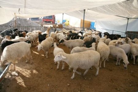 Selçuklu'da Kurban Kesim Ve Satış Yerleri Belirlendi