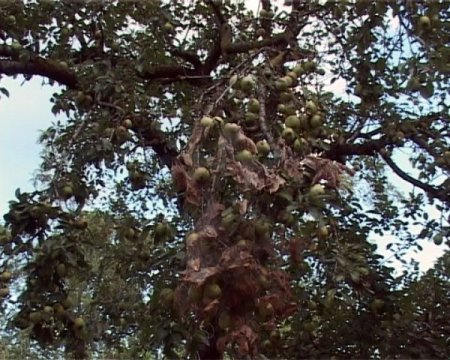 Selden Sonra Samsun Çiftçisini Bir De Tırtıl Vurdu