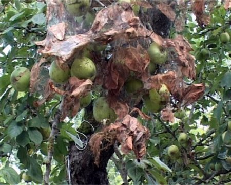 Selden Sonra Samsun Çiftçisini Bir De Tırtıl Vurdu