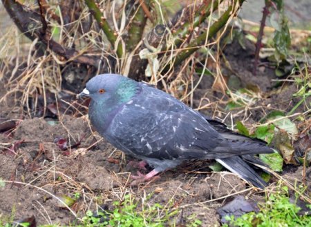 Selimiye'nin güvercinlerini zehirlediler