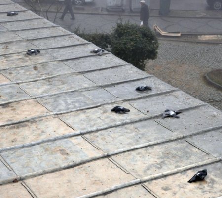 Selimiye'nin güvercinlerini zehirlediler