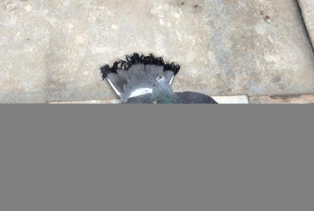 Selimiye'nin güvercinlerini zehirlediler