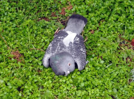 Selimiye'nin güvercinlerini zehirlediler