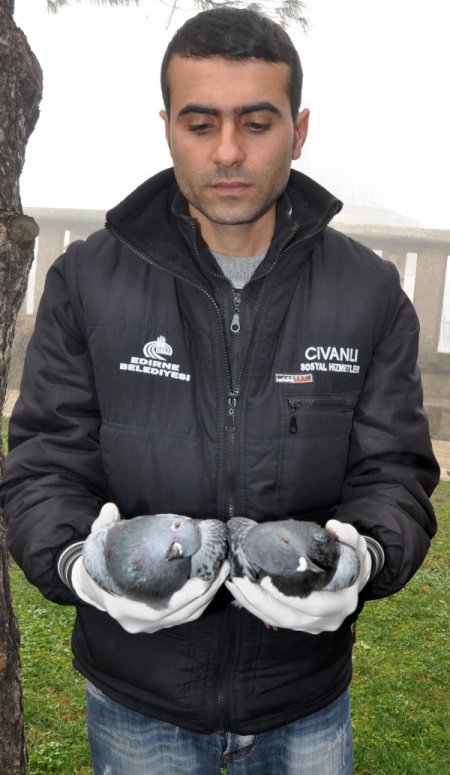 Selimiye'nin güvercinlerini zehirlediler