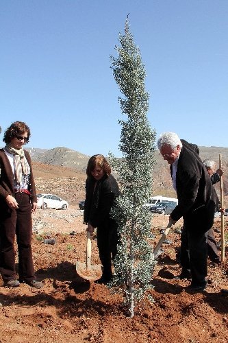 Selvi Kılıçdaroğlu, selvi fidanı dikti